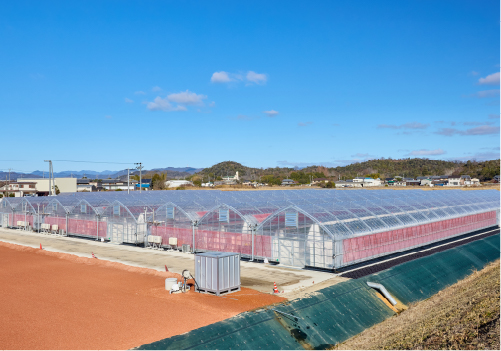 観光農園果樹花ふぁーむの園内の高設栽培